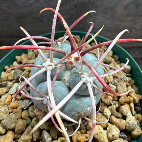 193、Thelocactus 強刺緋冠竜