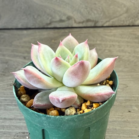63、Echeveria ‘CS-NO-13‘ ‘lindsayana×Super White‘