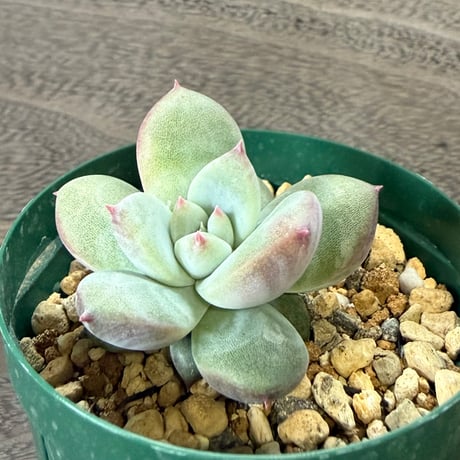 43、Echeveria ’CS-NO-10’ ’CPS02’