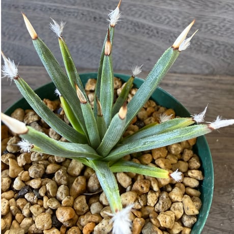 150、Agave albopilosa