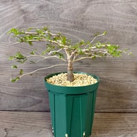 195、Operculicarya pachypus