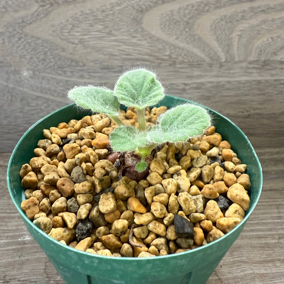 68e8558ed37d85c08a9de2e6