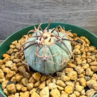 43、Echinocactus 黒刺太平丸