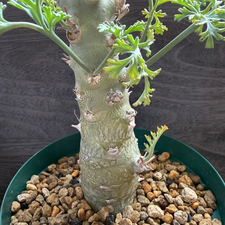 5、Pelargonium ceratophyllum