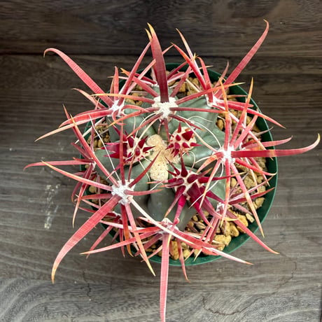 2、Ferocactus 短刺神仙玉