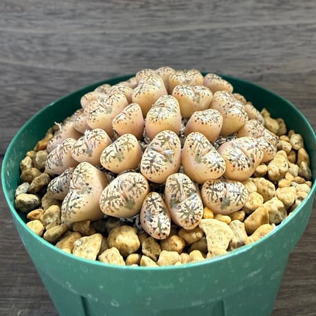 151、Conophytum pellucidum v.terrestre（Burdensputs）