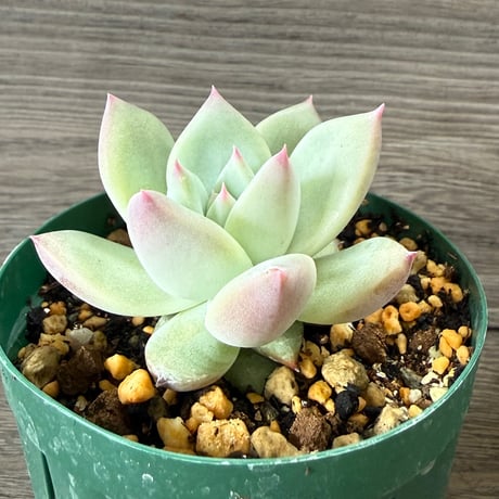 110、Echeveria ‘CS-NO-01‘ ‘Super White‘