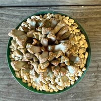 125、Titanopsis hugo-schlechteri