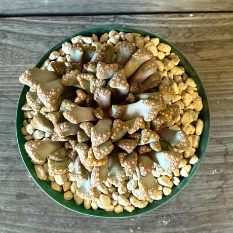 125、Titanopsis hugo-schlechteri