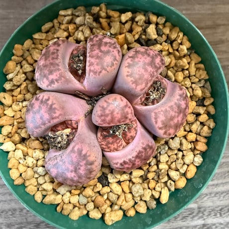 160、Lithops glaudinae ‘Rubroroseus‘