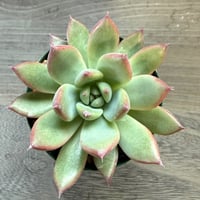 60、Echeveria lindsayana