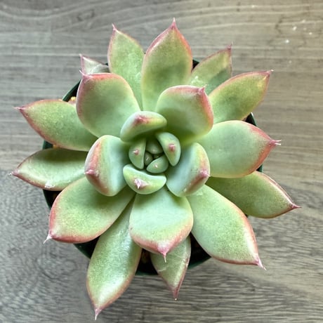 60、Echeveria lindsayana