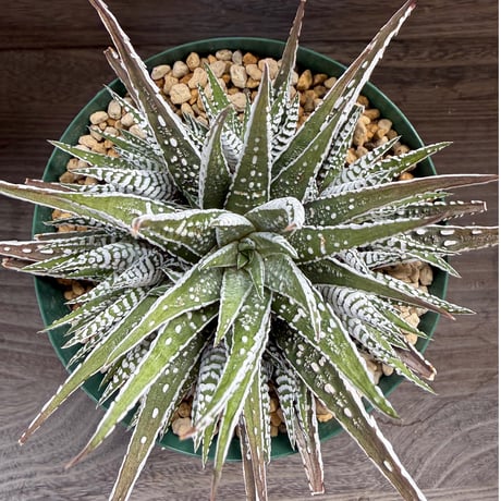 197、Haworthia fasciata ’Alba’Super Zebra