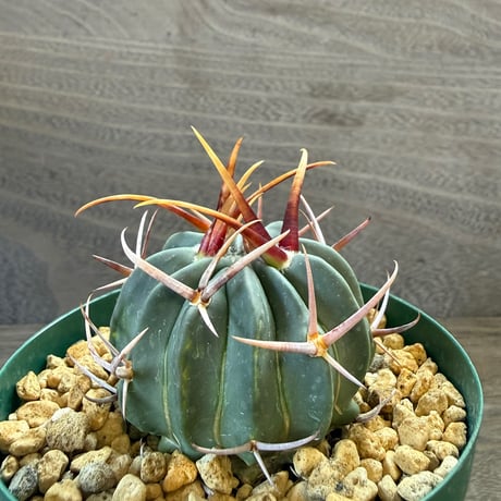 8、Echinofossulocactus 強刺竜剣丸