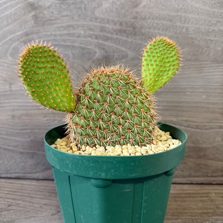 みわちゃん カクタス スケルトン パーチ 細めNo.118特大No.208 みわ