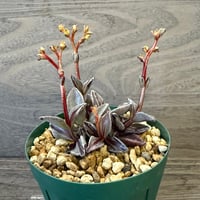 84、Lenophyllum guttatum