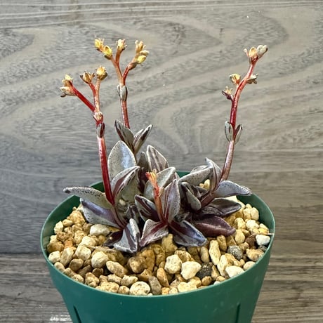 84、Lenophyllum guttatum