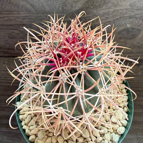 107、Ferocactus 赤刺金冠竜