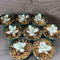 98、Echeveria ‘CS-NO-09‘ ‘Alps‘