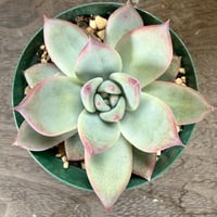 51、Echeveria ’CS-NO-13’ ’lindsayana×Super White’