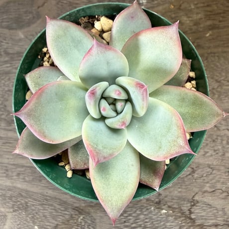 51、Echeveria ’CS-NO-13’ ’lindsayana×Super White’