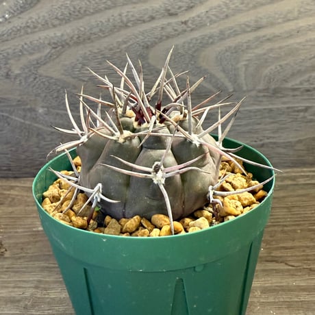 48、Gymnocalycium 魔天竜