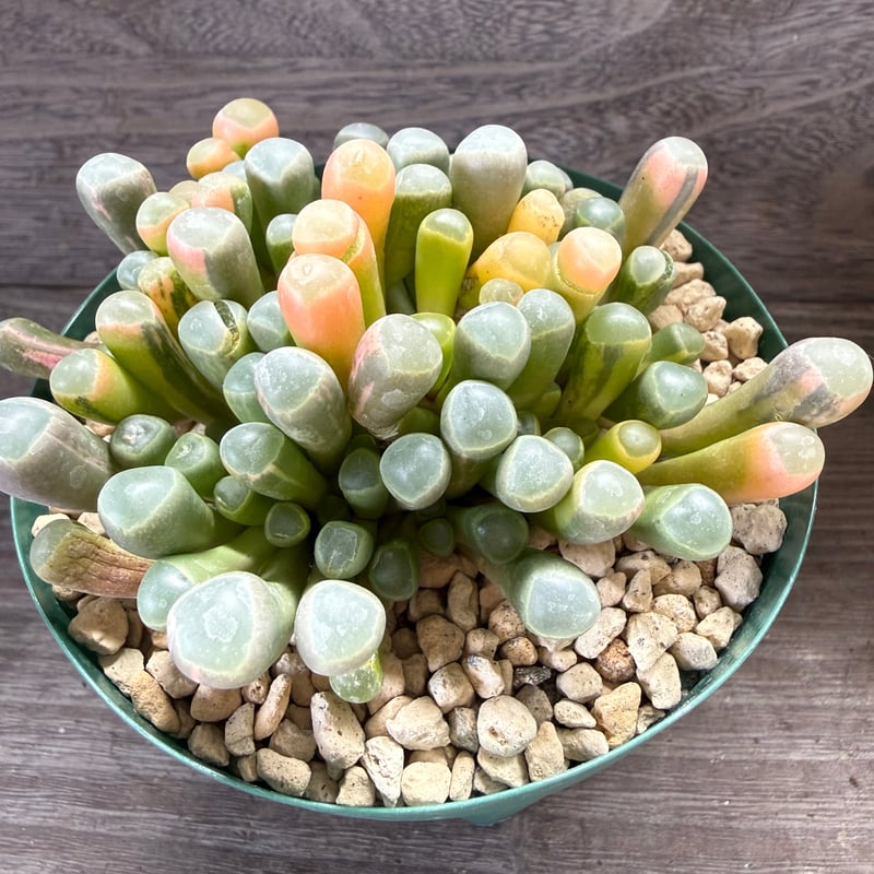 26、Fenestraria 五十鈴玉錦 | HORIKAWA NURSERY