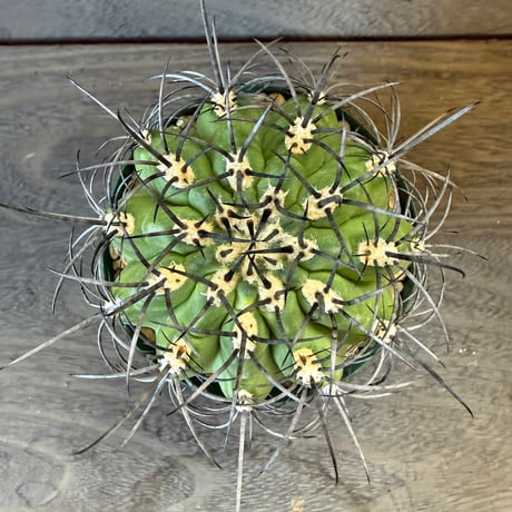 180、Neochilenia clavata（v）procera