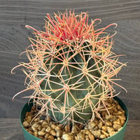 154、Ferocactus 赤刺金冠竜