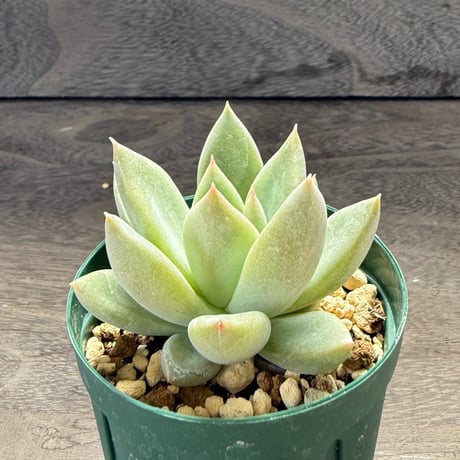 73、Echeveria ‘tolimanensis Rio Toliman×Super White‘