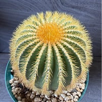 197、Uebelmannia pectinifera v.eriocactoides（接木）