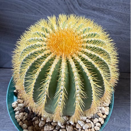 197、Uebelmannia pectinifera v.eriocactoides（接木）