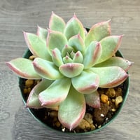 59、Echeveria lindsayana