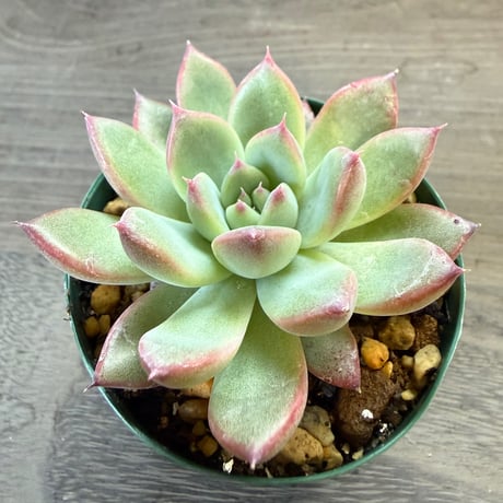59、Echeveria lindsayana