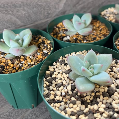 97、Echeveria ‘CS-NO-01‘‘Super White‘