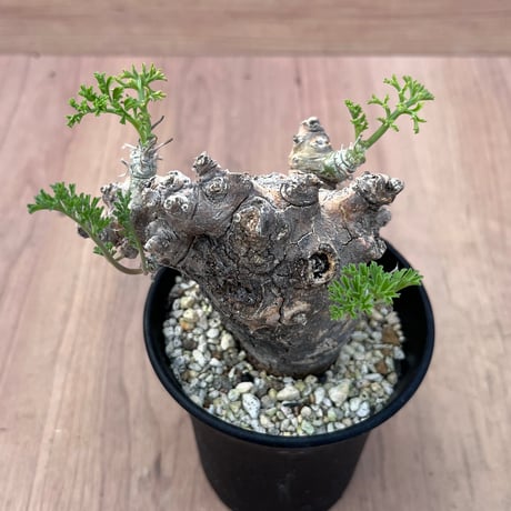 33、Pelargonium ceratophyllum