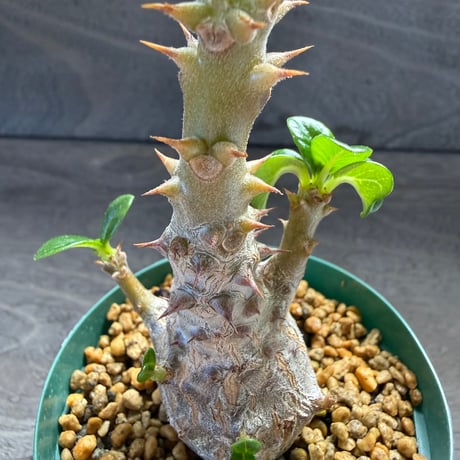 86、Pachypodium baronii var.windsorii