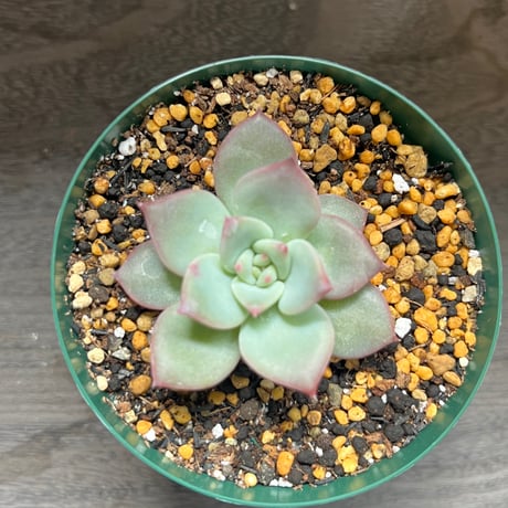 103、Echeveria colorata ‘Gonta‘ seeding