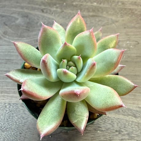 60、Echeveria lindsayana