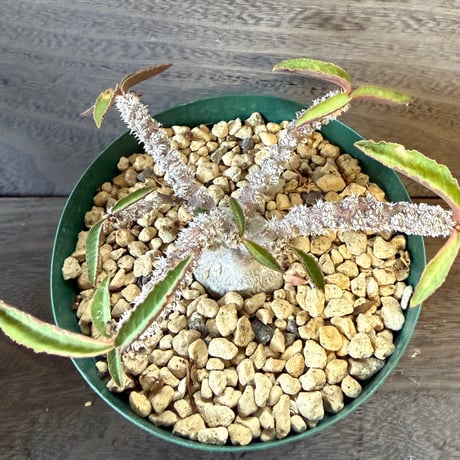 36、Euphorbia suzannae-marnierae