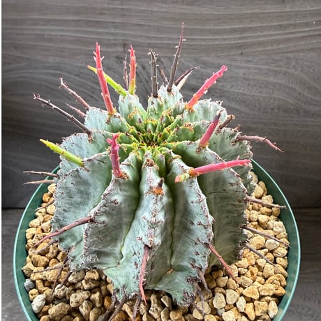 198、Euphorbia horrida var.major’胴太タイプ’