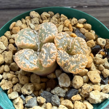 154、Conophytum pellucidum.TS.821