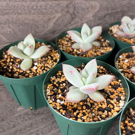 98、Echeveria ‘CS-NO-09‘ ‘Alps‘