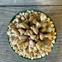 126、Titanopsis hugo-schlechteri