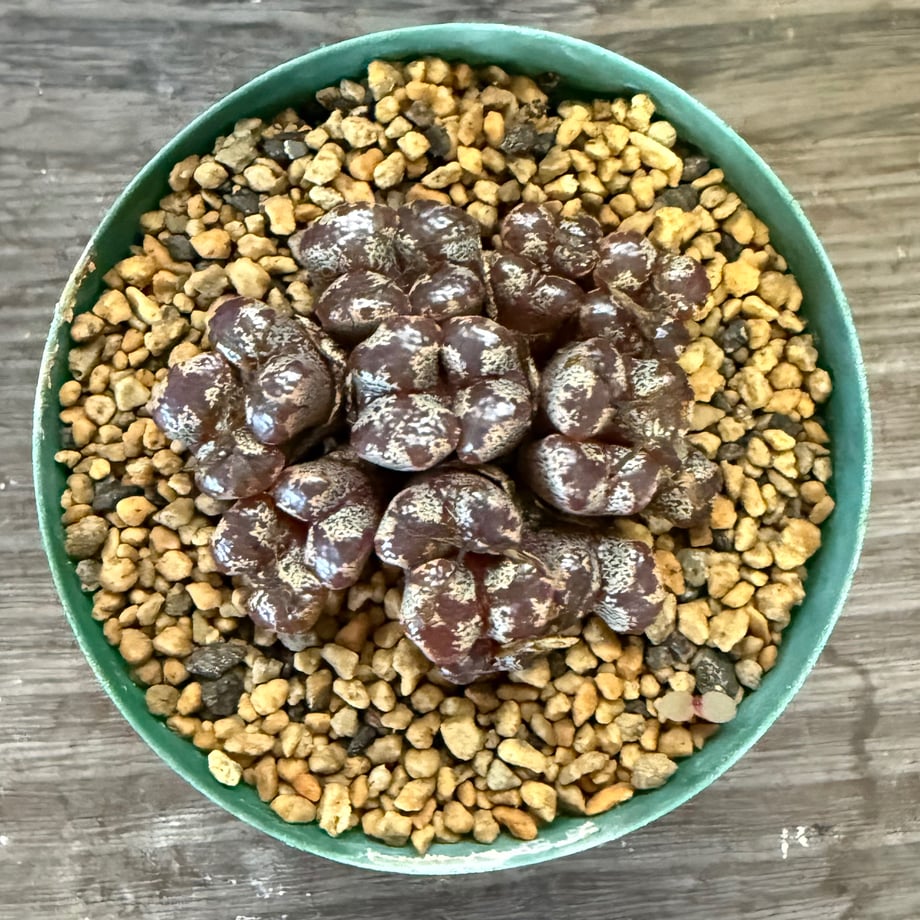 68e86e63d37d85d0449de2b3