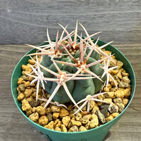 45、Gymnocalycium 太刺フェロシオール