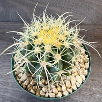19、Echinocactus　パーマネント金鯱