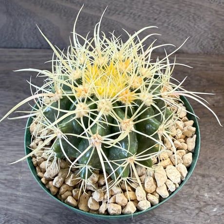 19、Echinocactus　パーマネント金鯱
