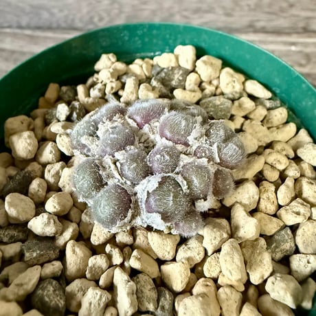 ITEM | HORIKAWA NURSERY