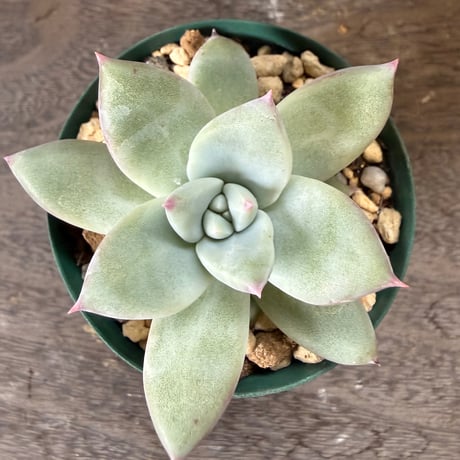 42、Echeveria ’CS-NO-01’ ’Super White’